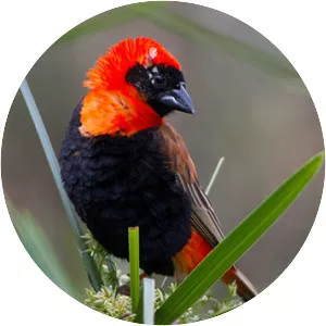 Southern red bishop
