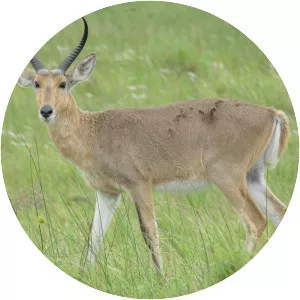 Southern reedbuck - Animal