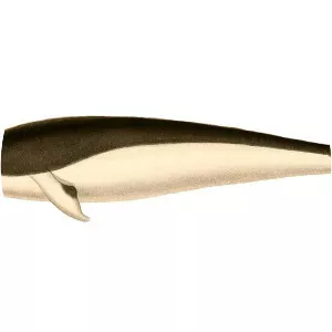 Southern right whale dolphin