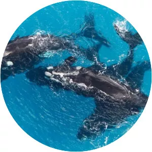 Southern right whale