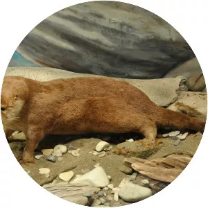 Southern river otter - Animal