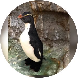 Southern rockhopper penguin