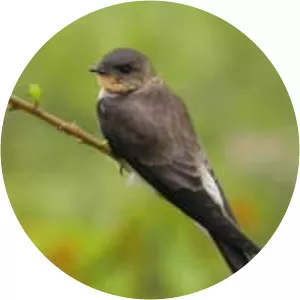 Southern rough-winged swallow - Birds
