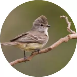 Southern scrub flycatcher