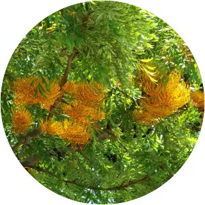 Southern silky oak