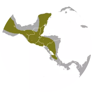 Southern spotted skunk - Animal