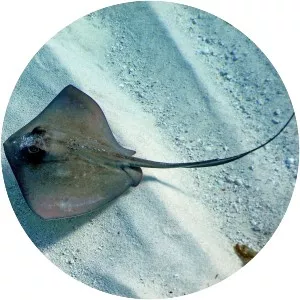 Southern stingray