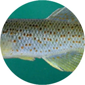 Southern studfish