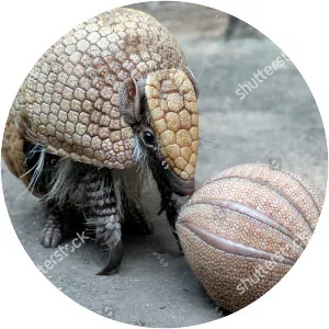 Southern three-banded armadillo