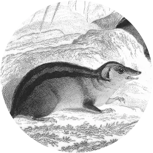 Southern three-striped opossum - Animal