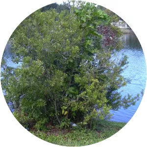 Southern wax myrtle - Plants