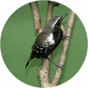 Southern white-fringed antwren - Bird