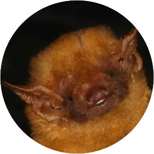 Southern yellow bat