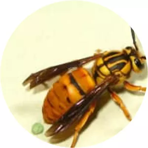 Southern yellowjacket