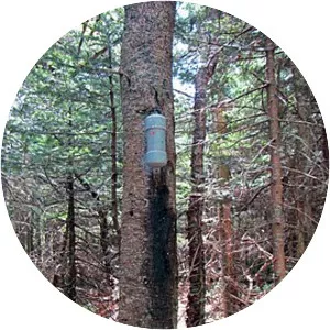 Southwest Hunter Mountain