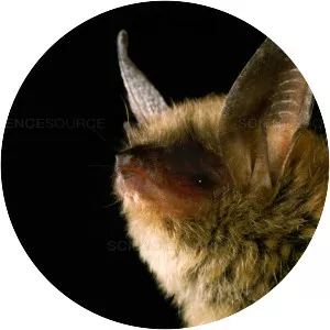 Southwestern myotis