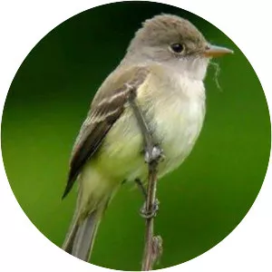 Southwestern Willow Flycatcher