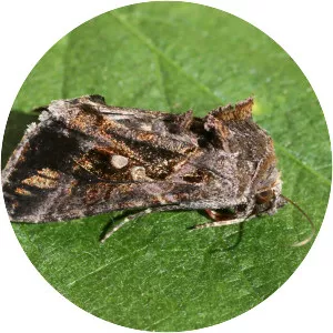 Soybean looper moth