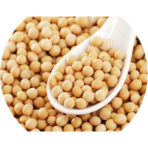 Soybean - Legume