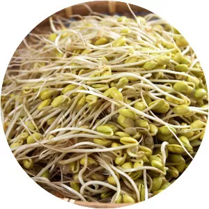 Soybean sprout - 