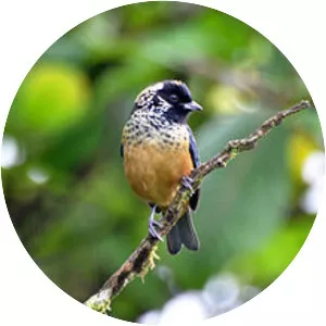 Spangle-cheeked tanager