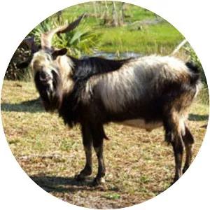 Spanish goat
