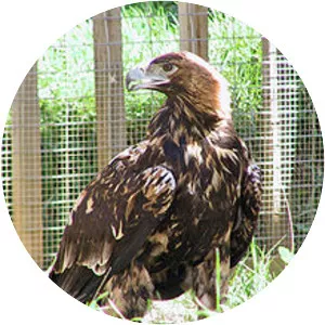 Spanish imperial eagle