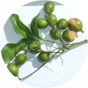 Spanish Lime