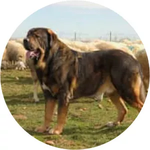 Spanish Mastiff