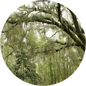 Spanish moss