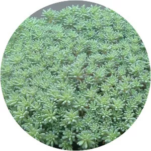 Spanish stonecrop (Sedum Hispanicum)