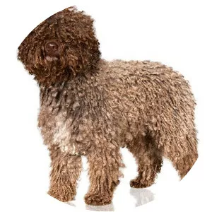 Spanish Water Dog