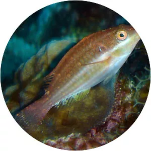 Sparisoma atomarium - 