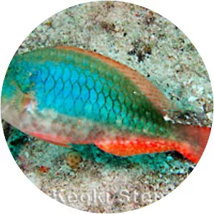 Sparisoma aurofrenatum