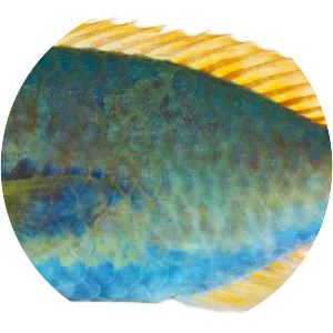 Sparisoma chrysopterum