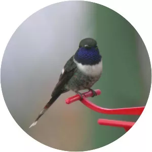 Sparkling-tailed woodstar