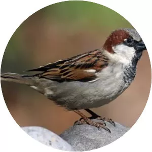 Sparrow