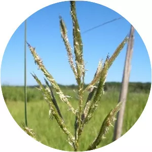 Spartina cynosuroides