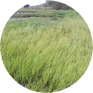Spartina foliosa