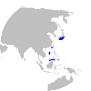 Spatulasnout catshark - Fish