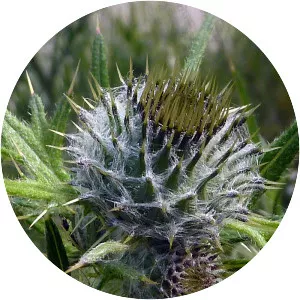 Spear Thistle