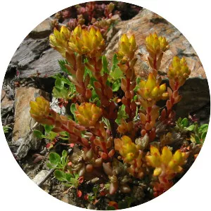Spearleaf stonecrop - 