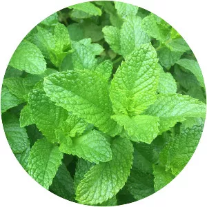 Spearmint