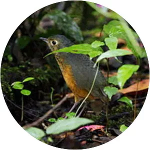 Speckle-breasted antpitta
