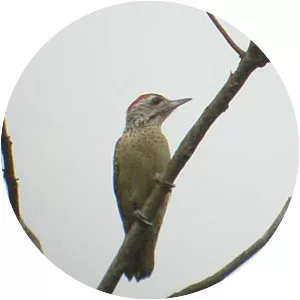 Speckle-breasted woodpecker