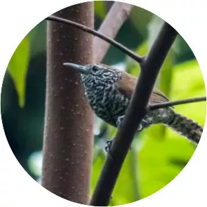Speckle-breasted wren