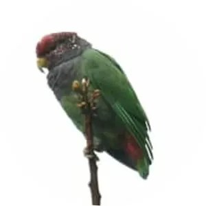 Speckle-faced parrot