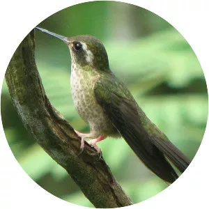 Speckled hummingbird