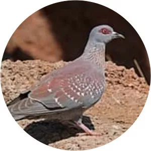 Speckled pigeon photograph