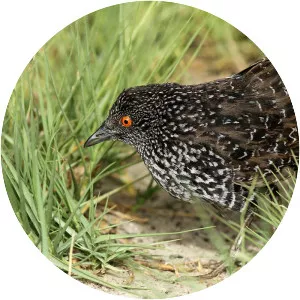 Speckled rail - Bird